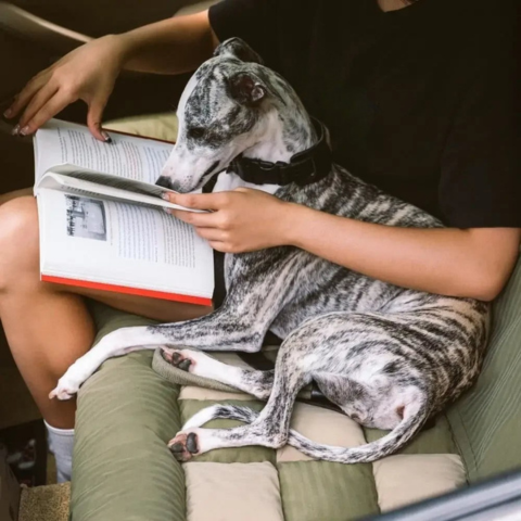 Siège Auto Arrière Pour Chien – Installation Facile Et Stabilité