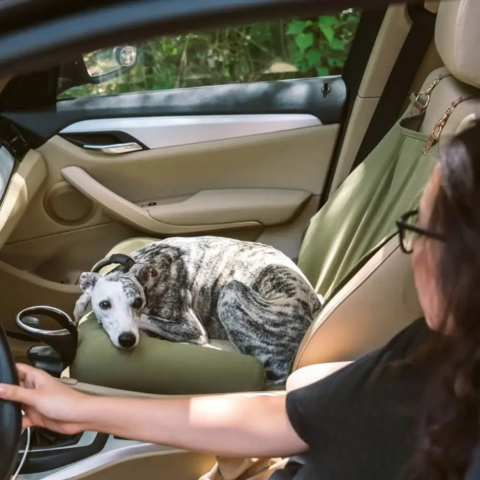 Siège Auto Arrière Pour Chien – Installation Facile Et Stabilité